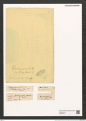 Grammonema striatulum Ag. (de-Toni-Nr.: Genus 74, Species 2799) Zeichnungen Sammlung Grunow (NHMW-BOT-W0374132)